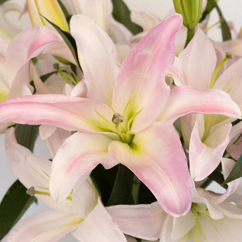 Lily - Blush Oriental (5 Stems)