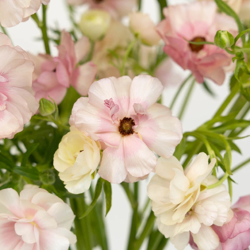 Ranunculus - Blushing Bride Butterfly (10 Stems)