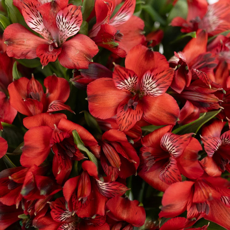 Brick Red Alstroemeria - Peruvian Lilies (20 Stems)