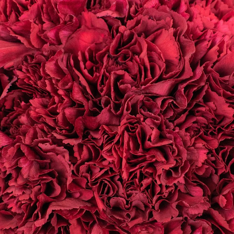 Carnation - Burgundy (25 Stems)