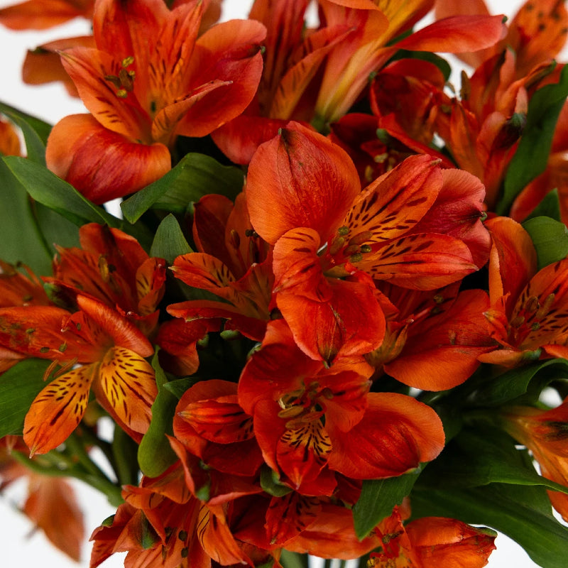 Burnt Red Alstroemeria - Peruvian Lilies (20 Stems)