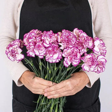 Carnation - Nebula Pink (25 Stems)