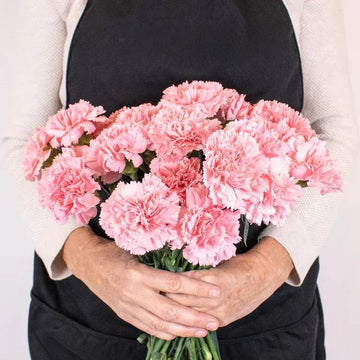 Carnations - Soft Pink (25 Stems)