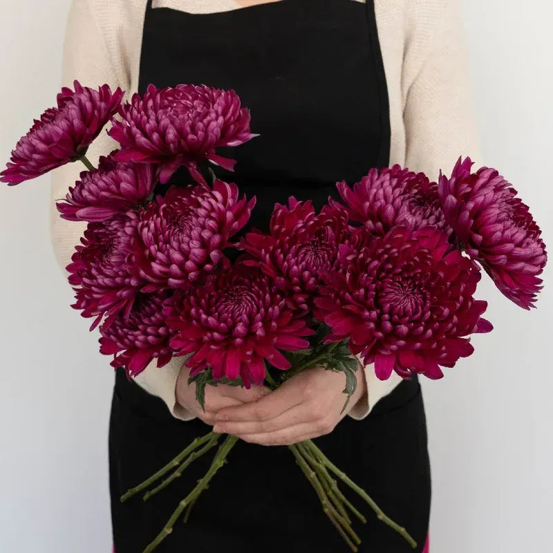 Chrysanthemum - Purpleberry (10 Stems)