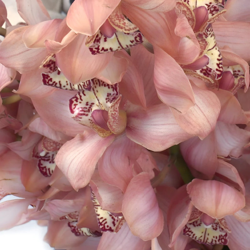 Cymbidium Orchid - Dusty Rose Pink (1 Stem)