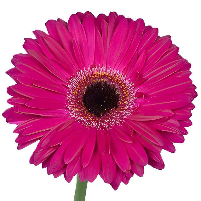 Gerbera - Purpleberry (10 Stems)