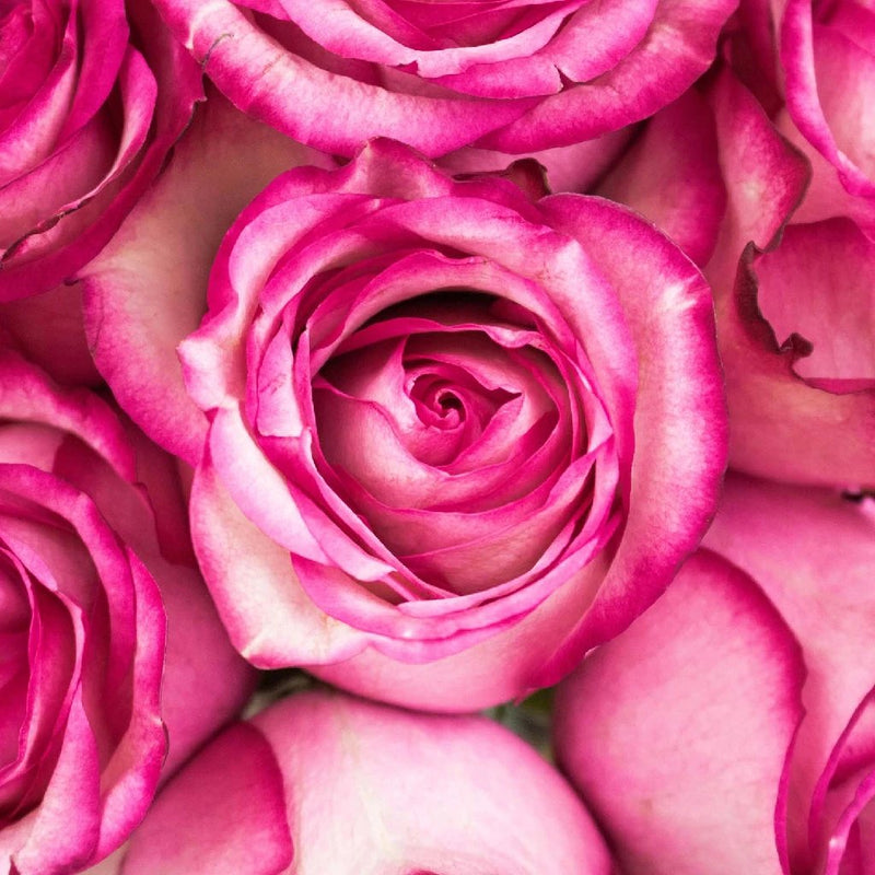 Pink & White Rose -  Boulevard