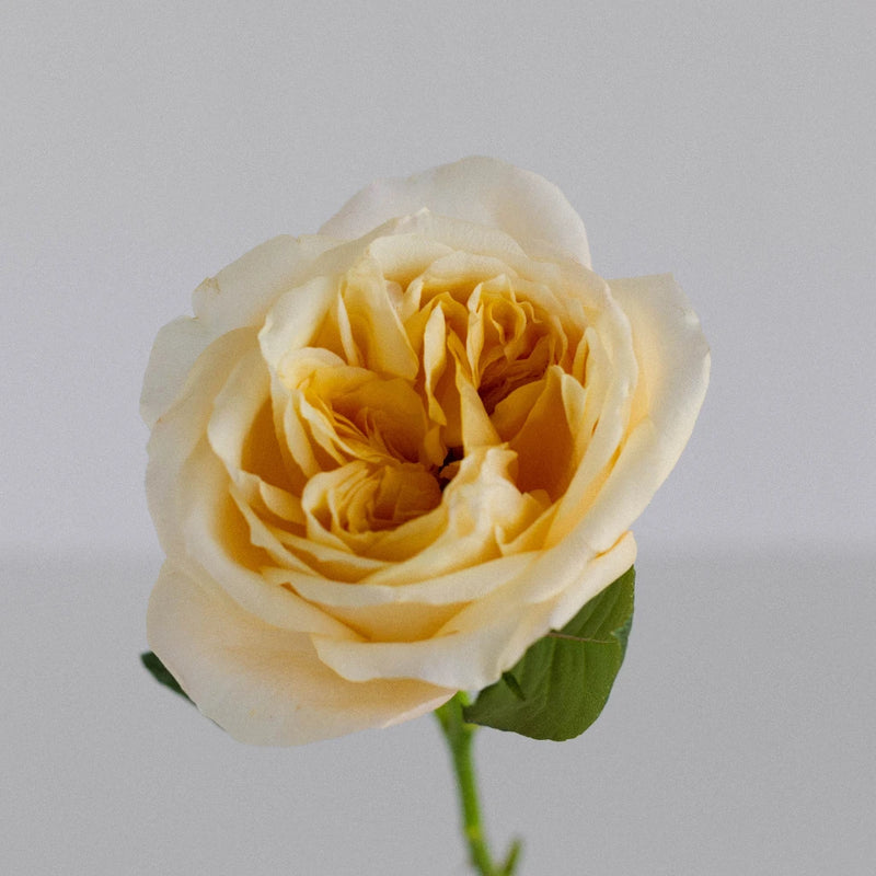 Garden Rose - Cream Juliet (12 Stems)