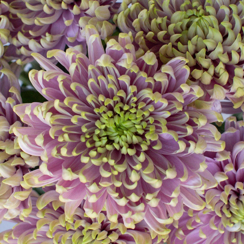 Chrysanthemum - Rossano Charlotte (10 Stems)