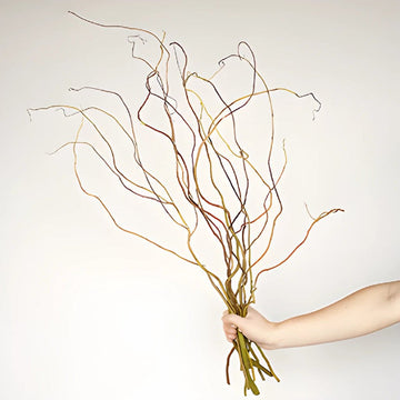 Curly Willow Branches (5 Stems)