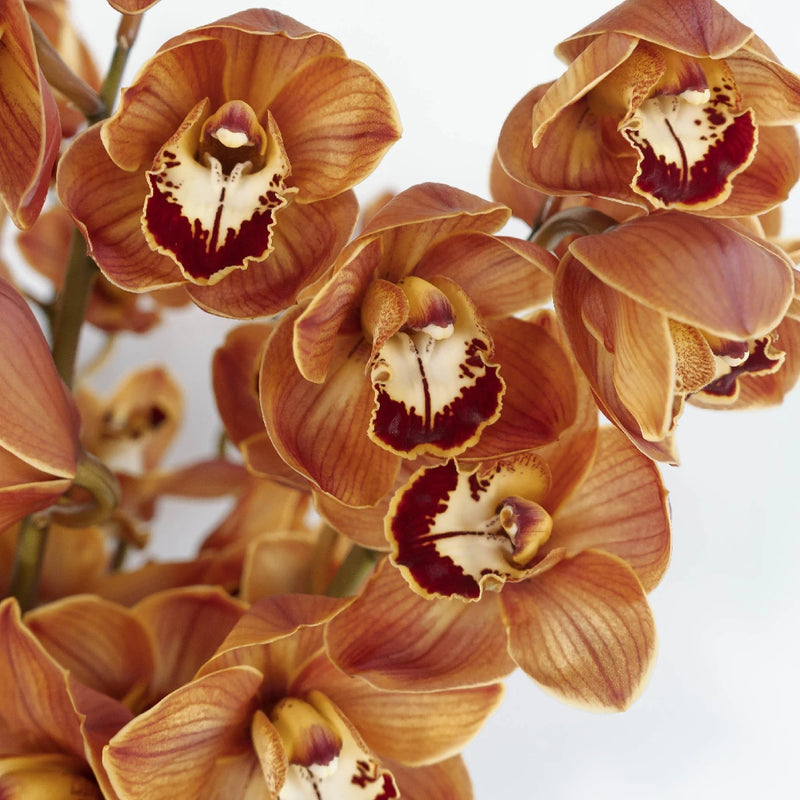 Cymbidium Orchids - Brown (1 Stem)