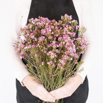 Wax Flower - Pinky Lavender (25 Stems)