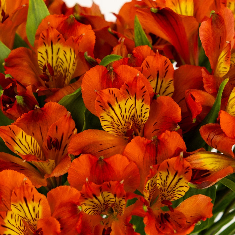 Savanna Orange Alstroemeria - Peruvian Lilies (20 Stems)