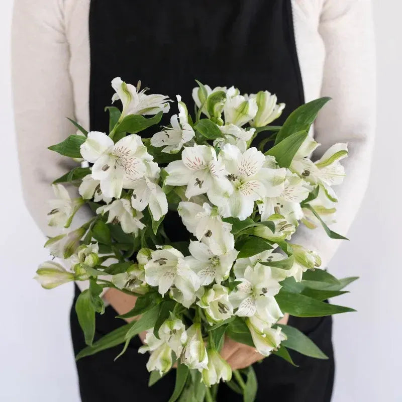 Alstroemeria White - Peruvian Lilies (10 Stems)