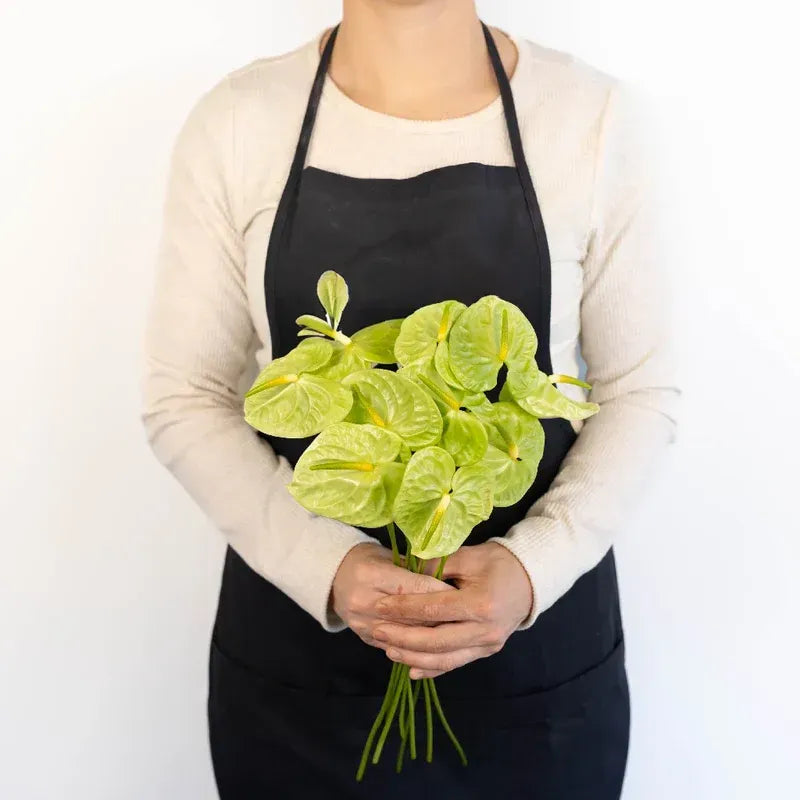 Anthurium - Apple Green (5 Stems)