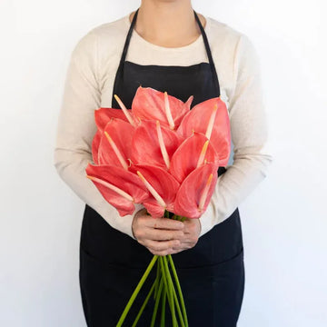 Anthurium - Hot Pink (5 Stems)