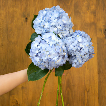 Hydrangea - Shocking Blue Premium (5 Stems)