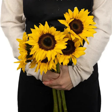 Helianthus - Sunflower (10 stems)