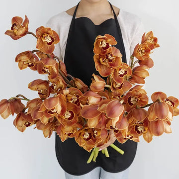 Cymbidium Orchids - Brown (1 Stem)