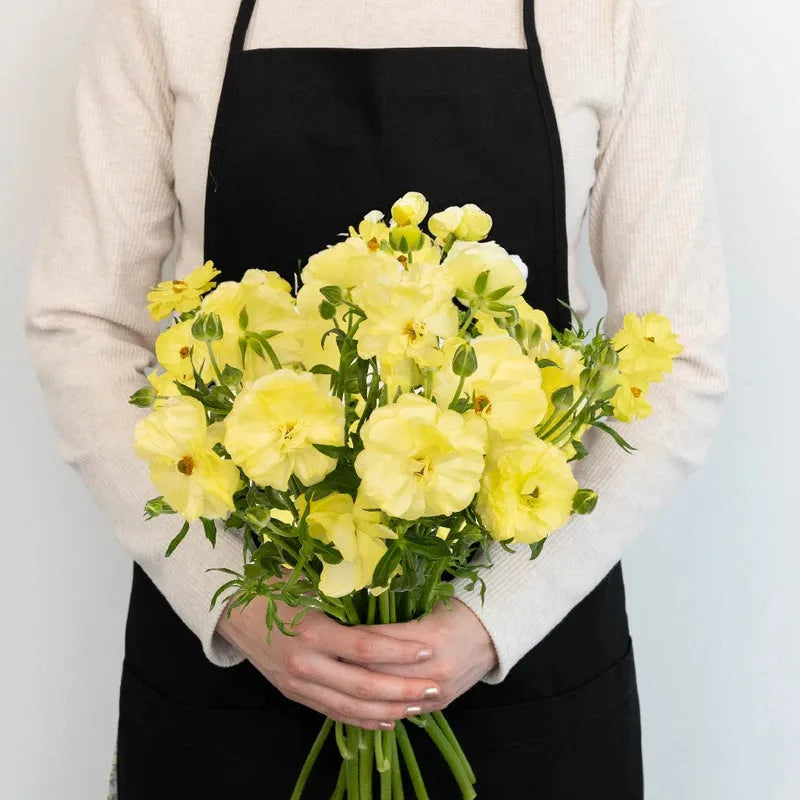 Ranunculus - Pale Yellow Butterfly (10 Stems)