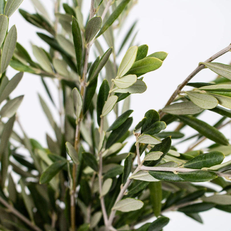 Olive Leaves - Fresh Cut (1 Bunch)