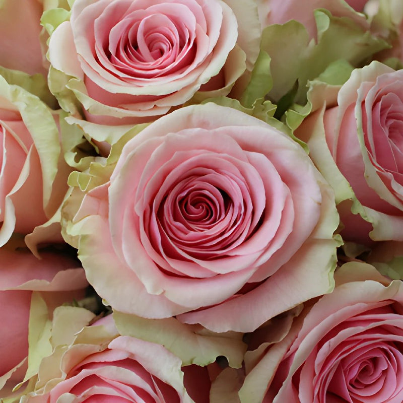 Rose - Belle Pink Double (20 Stems)