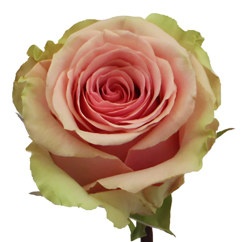 Rose - Belle Pink Double (20 Stems)