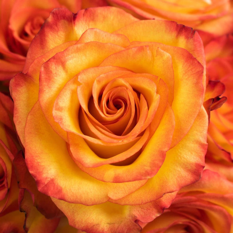 Rose - High & Magic Yellow and Red (25 Stems)