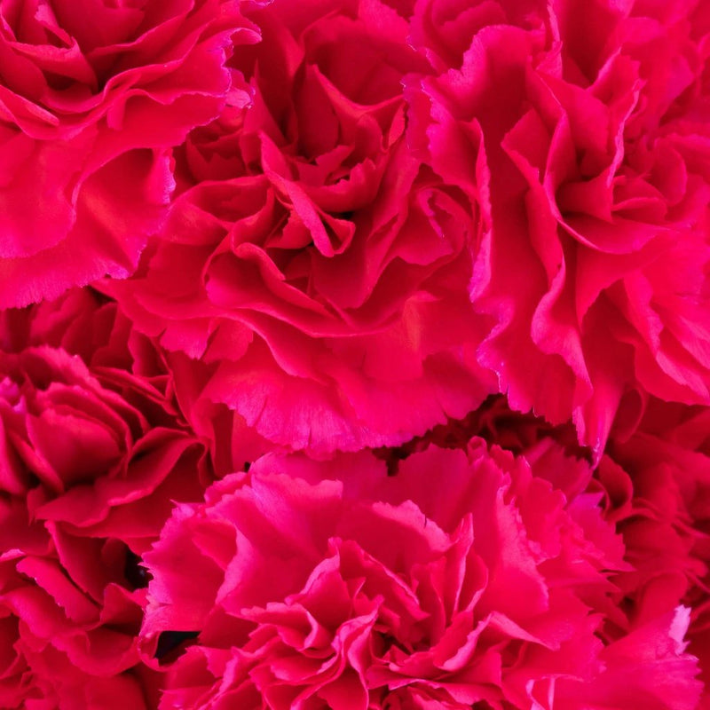 Carnation - Hot Pink (25 Stems)