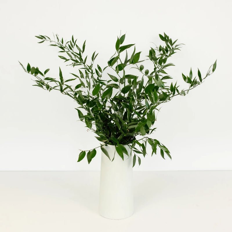 Single Rascus Ruscus - Italian (2 Bunch)