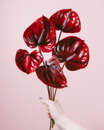 Anthurium -  Nero (5 Stems)