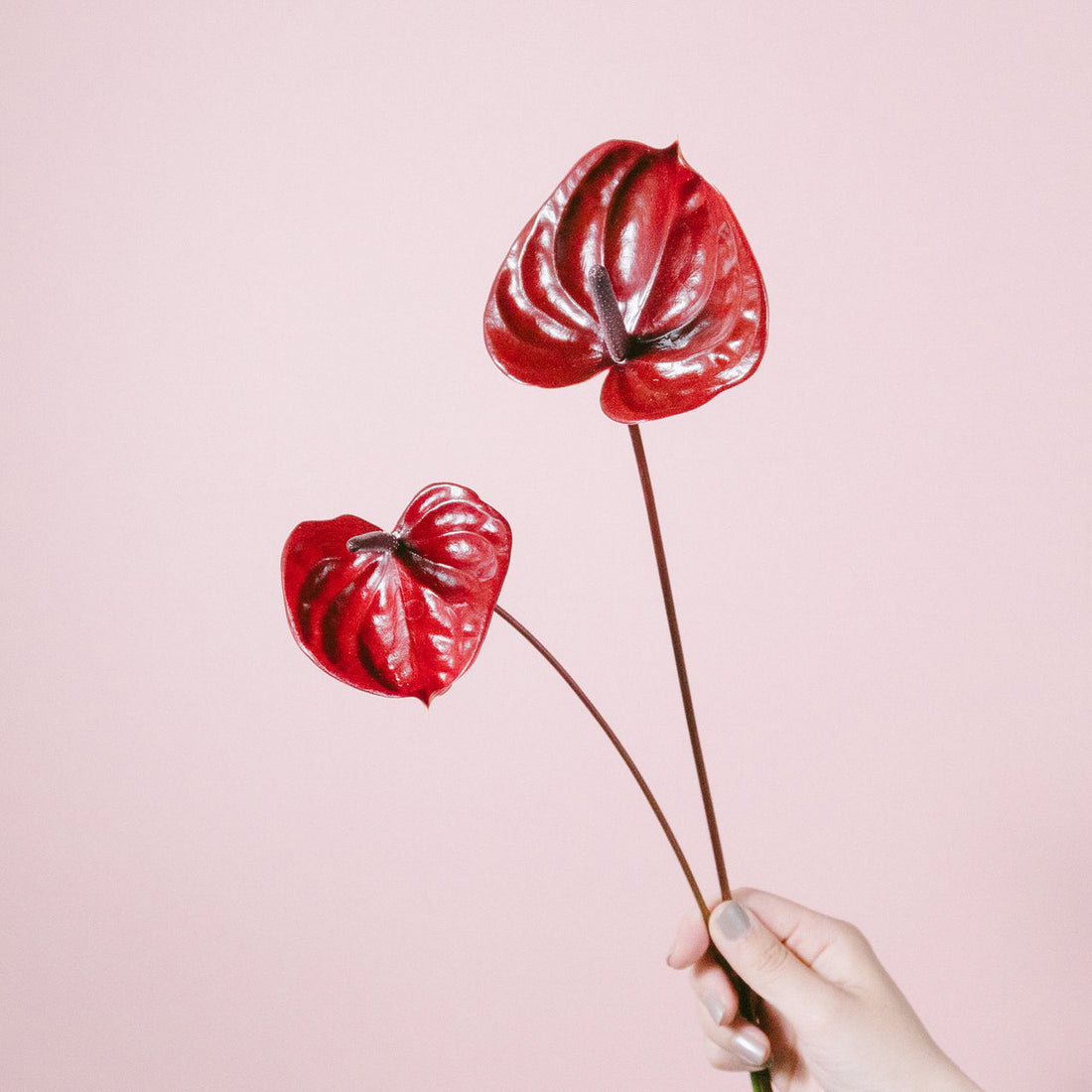 Anthurium -  Nero (5 Stems)