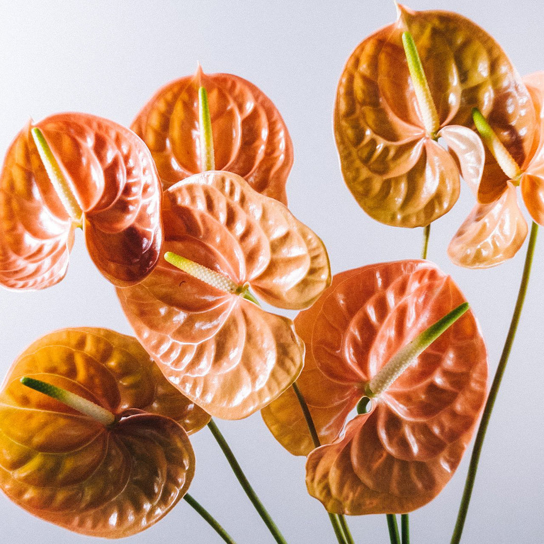 Anthurium -  Orange (5 Stems)