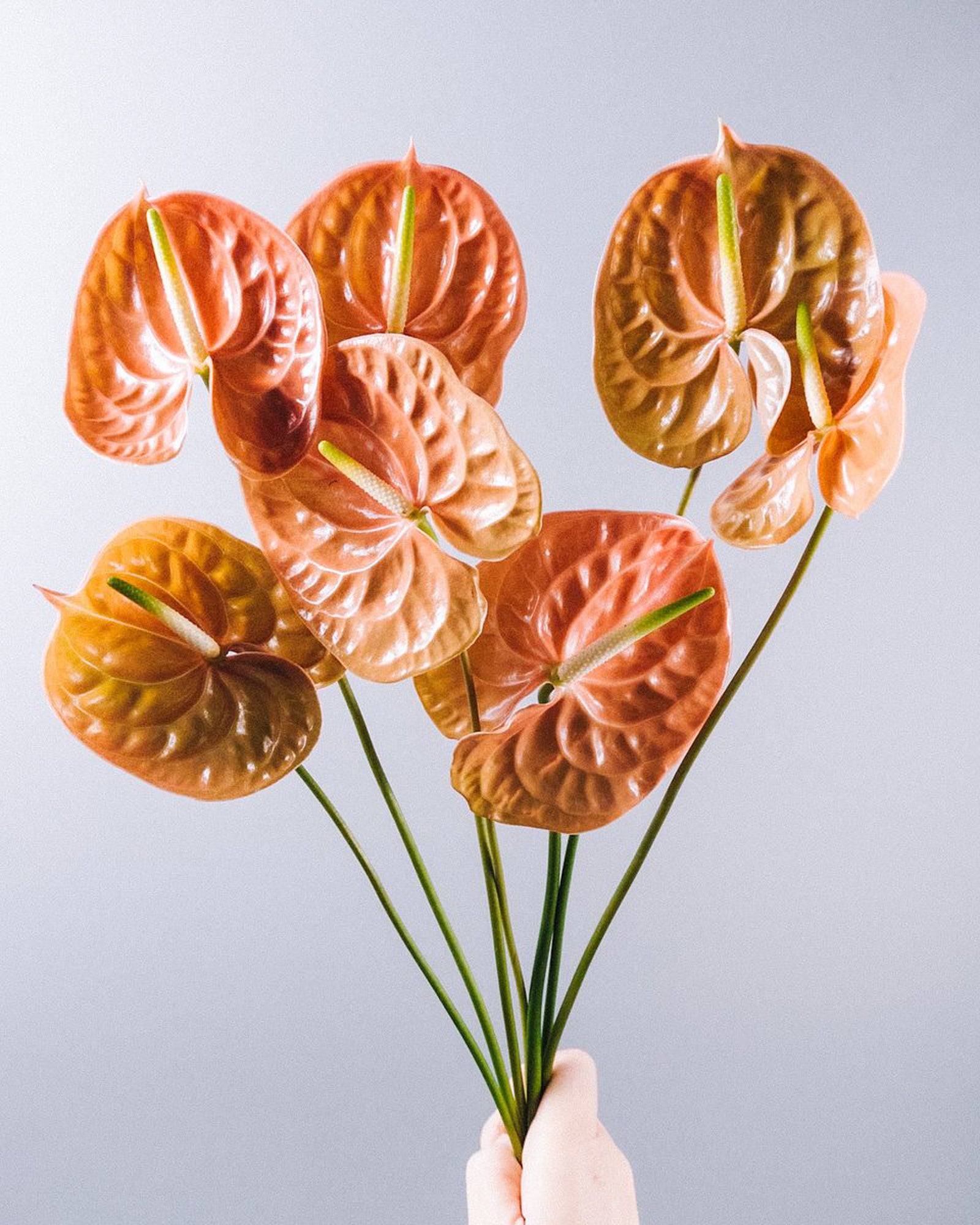 Anthurium -  Orange (5 Stems)