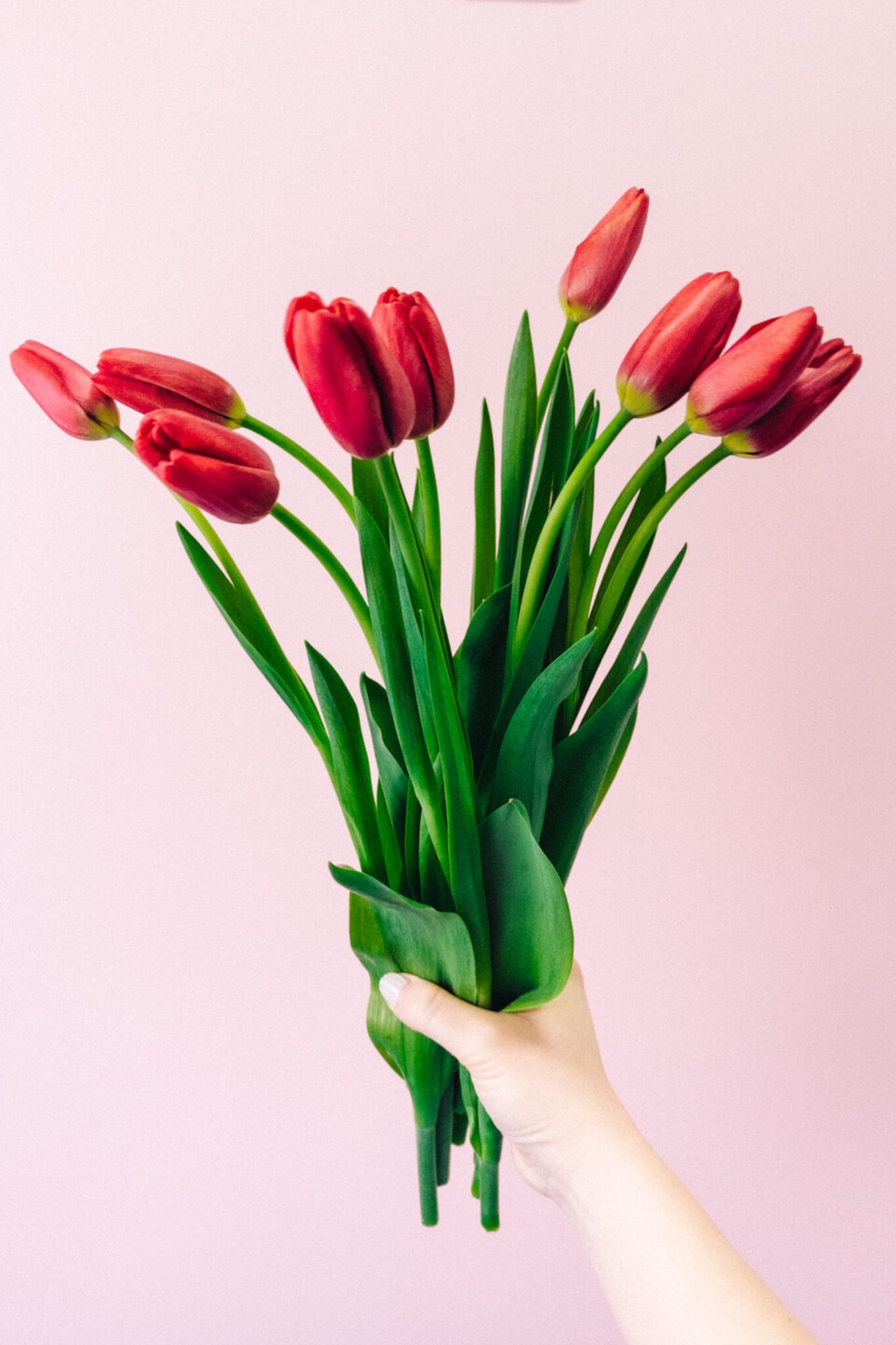 Tulips - Red (20 Stems)