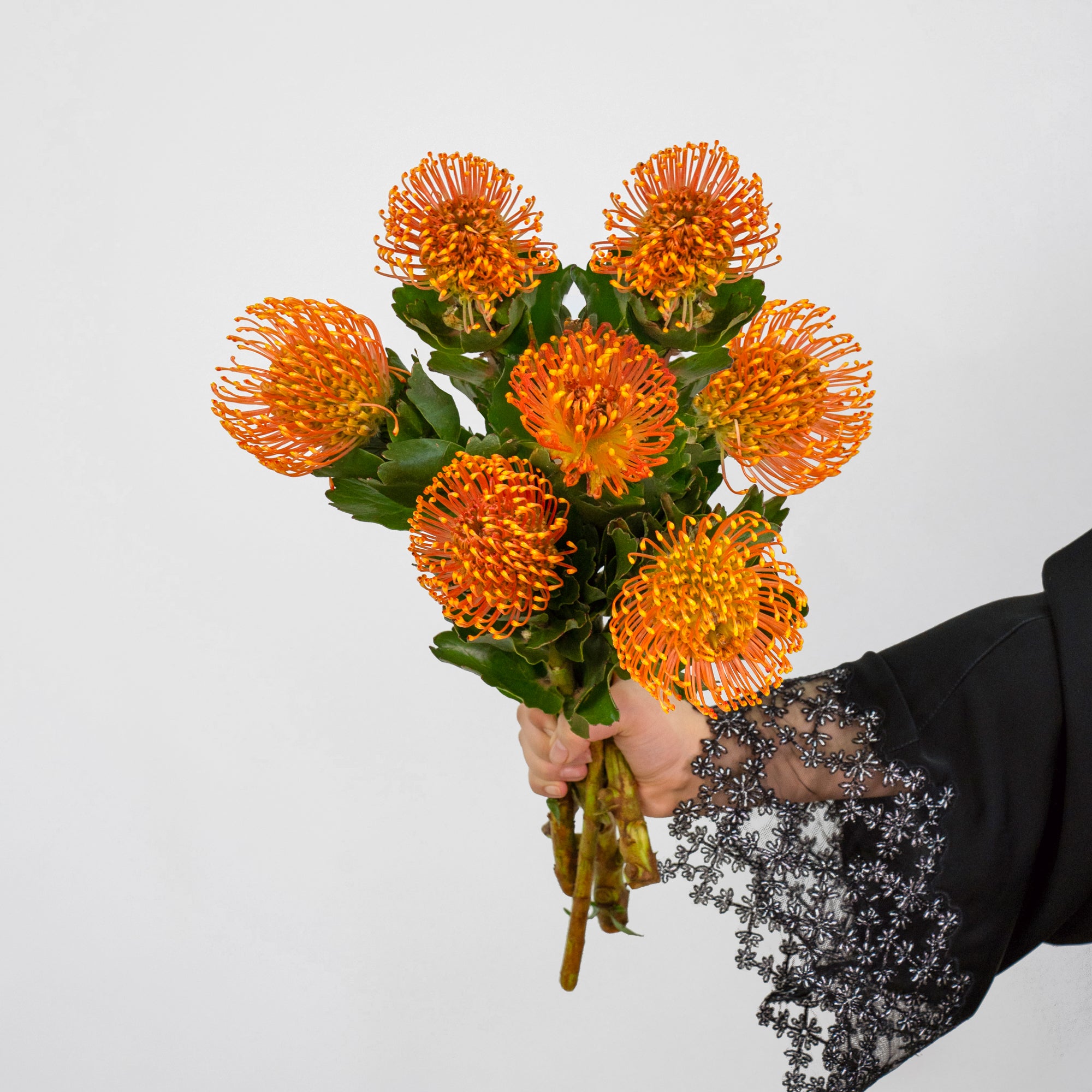 Leucospermum - Succession ( 5 Stems )