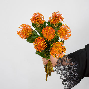 Leucospermum - Succession ( 5 Stems )