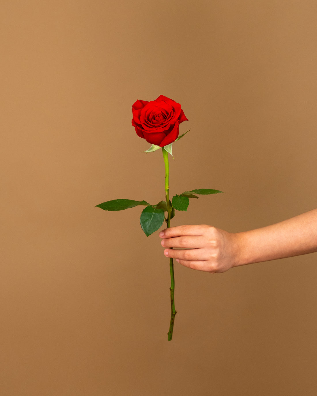 Freedom Red Rose (Ecuador)