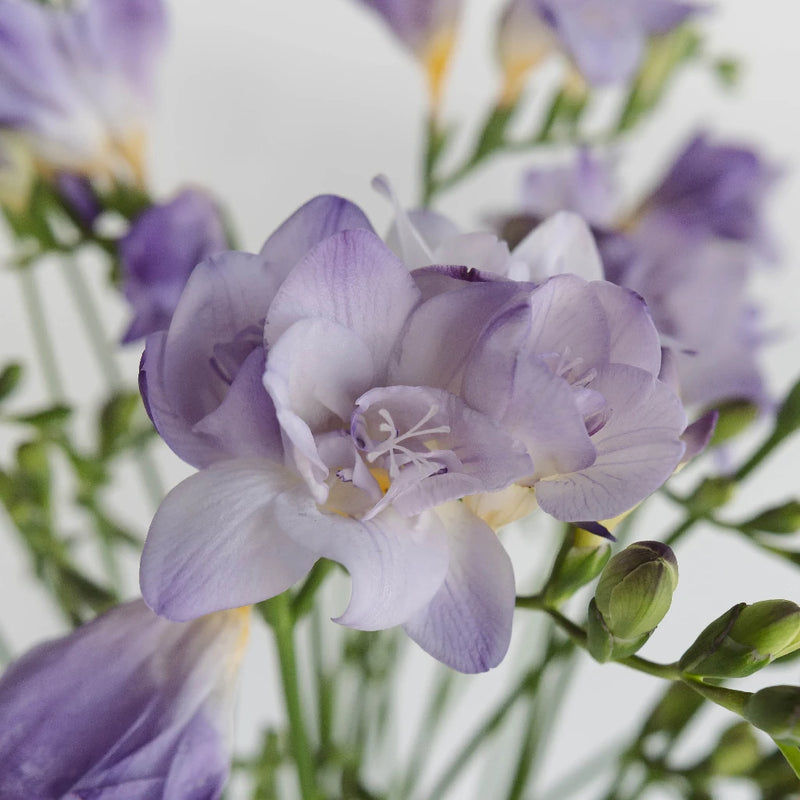 Lavender Freesia - (10 Stems)