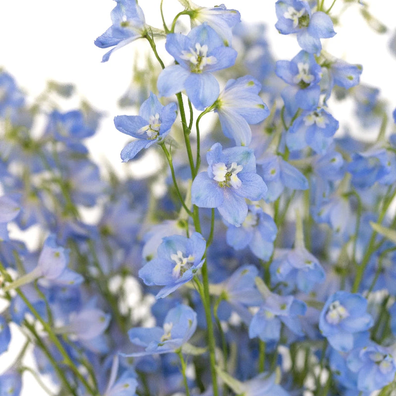 Delphinium - Light Blue (5 Stems)