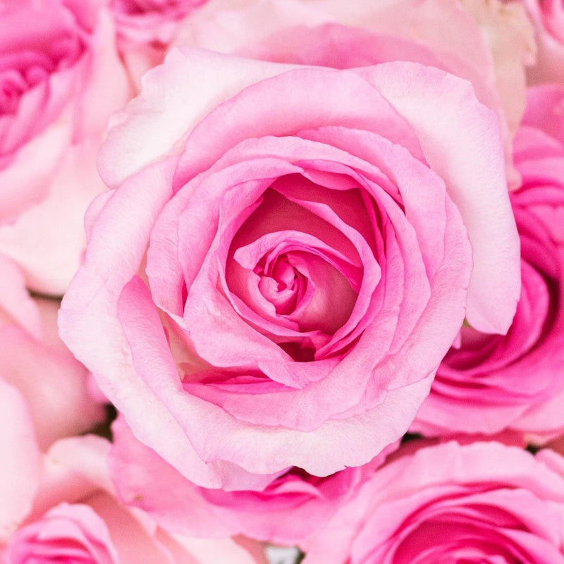 Rose - Mandala Pink (20 Stems)