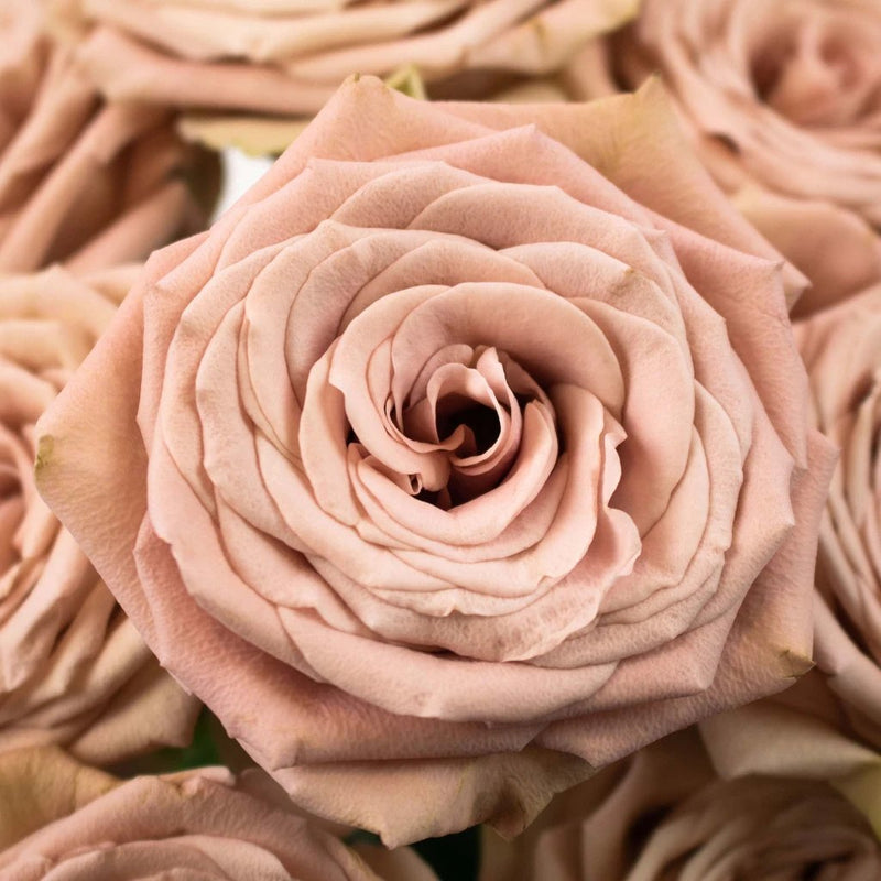 Rose - Mocca (20 Stems)