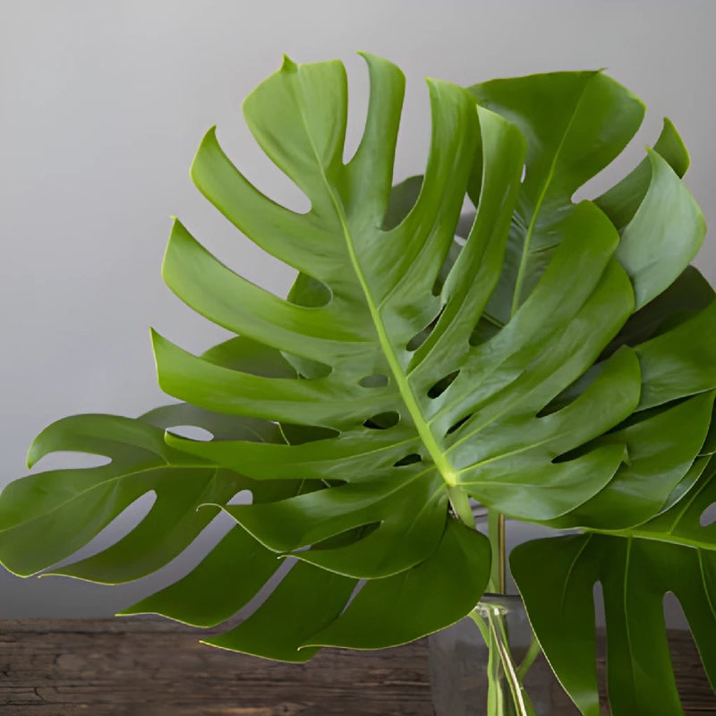 Monstera Leaves - Small (10 Stems)