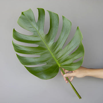 Monstera Leaves - Small (10 Stems)