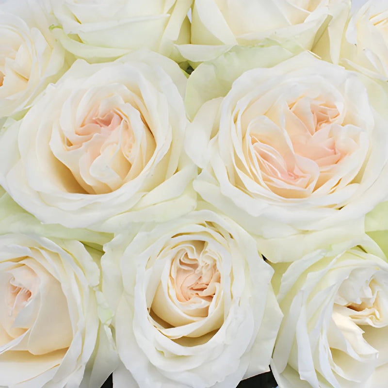 Garden Rose - White Cloud (12 Stems)