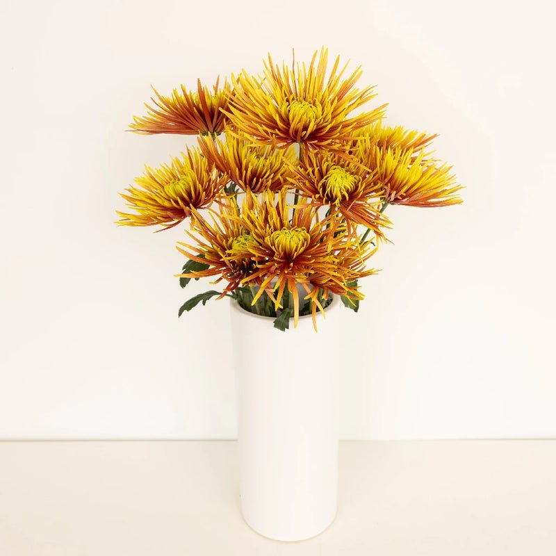 Chrysanthemum - Saffina (14 Stems)