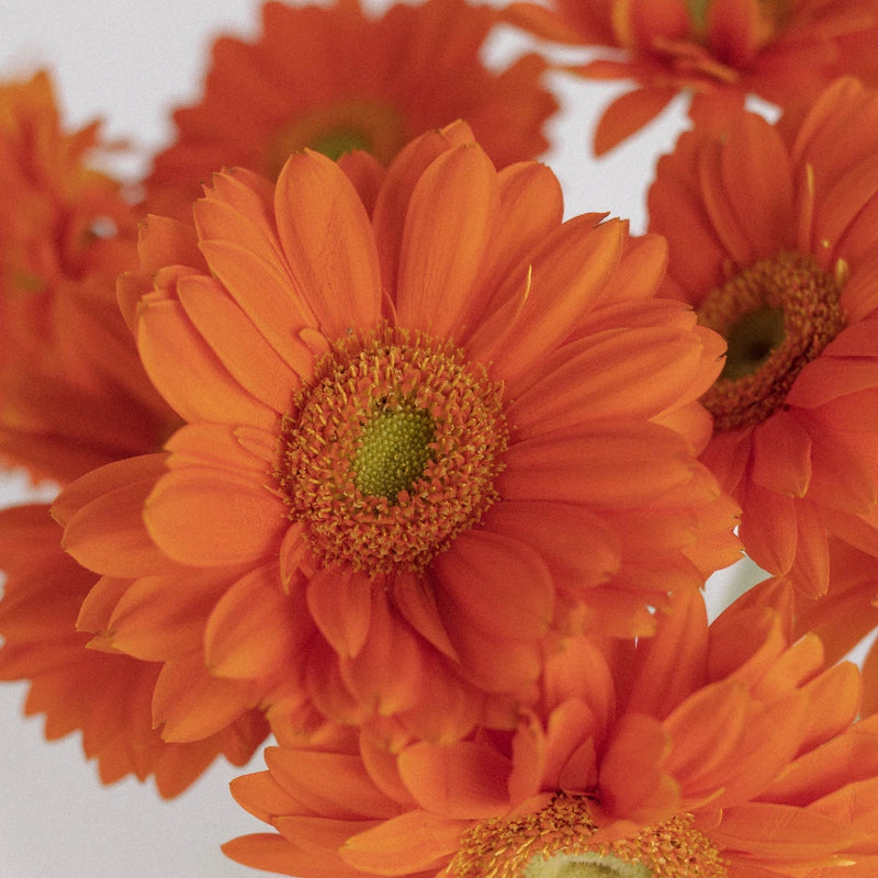 Gerbera - Orange (10 Stems)