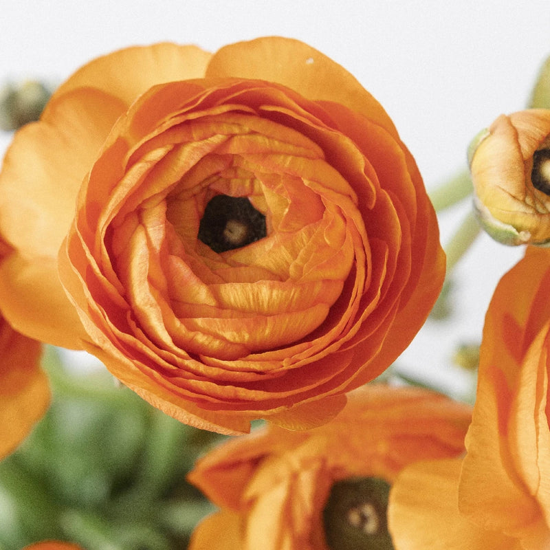 Ranunculus - Orange (10 Stems)