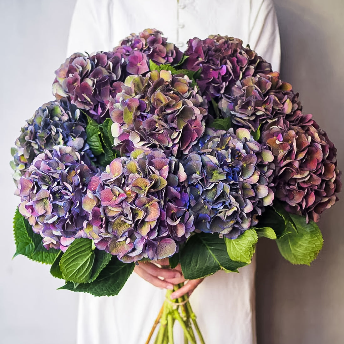 Hydrangea - Royal Kiss Classic ( 5 Stems )