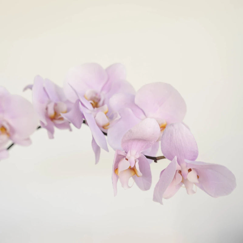 Phalaenopsis - Lavender Blush Bicolor Orchid (1 Stem)